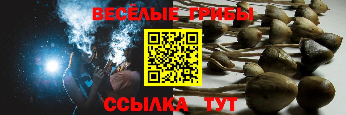 Сокол  Псилоцибиновые грибы MAGIC MUSHROOMS  Вход с VPN 